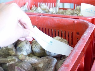 P1010639象郷札.jpg
